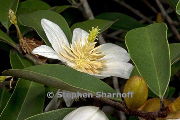 magnolia laevifolia 1 graphic
